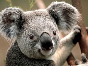 caracteristicas-koalas