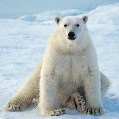caracteristicas de los osos polares