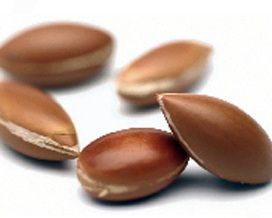caracteristicas de las semillas