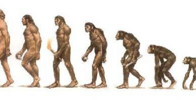 caracteristicas de los hominidos