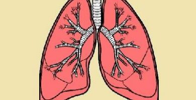 caracteristicas de los pulmones
