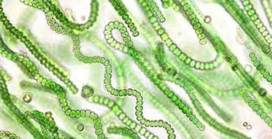 caracteristicas-de-las-cianobacterias